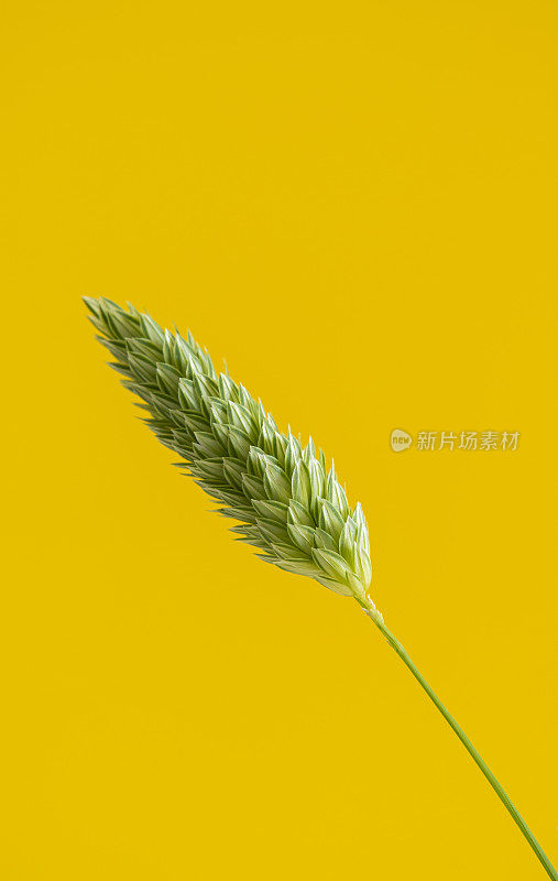 精美的艺术摄影的金丝雀种子植物或Phalaris canariensis在黄色背景上的花序。一种原产于地中海地区的草。